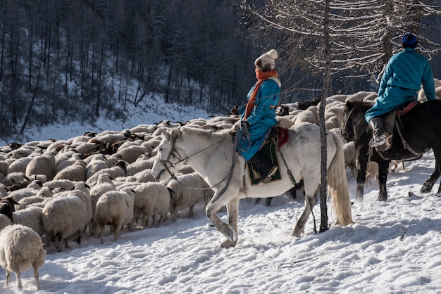 Pastor de menina sentada no cavalo e pastorear o rebanho de ovelhas na pradaria com montanhas cobertas de neve