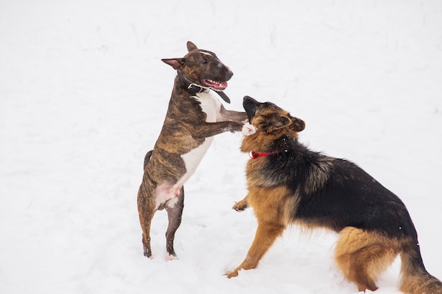 Pastor e bull terrier que jogam na neve em um parque. Cães de raça pura brincalhões