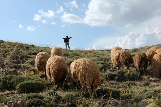 Pastor e ovelhas