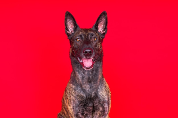 Pastor holandés cachorro perro retrato en estudio closeup fondo rojo oscuro