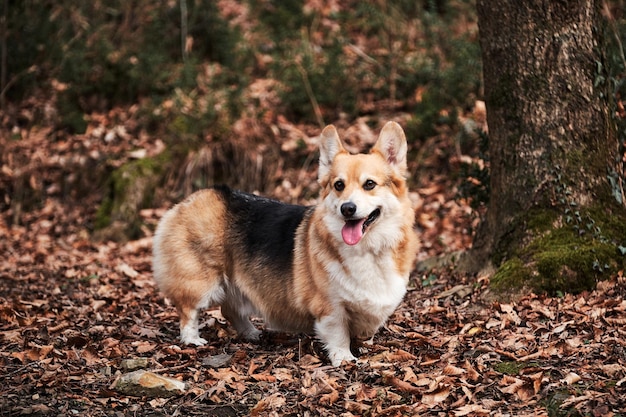 Pastor inglês raça Welsh corgi Pembroke tricolor caminha pela floresta de outono e aproveita a vida