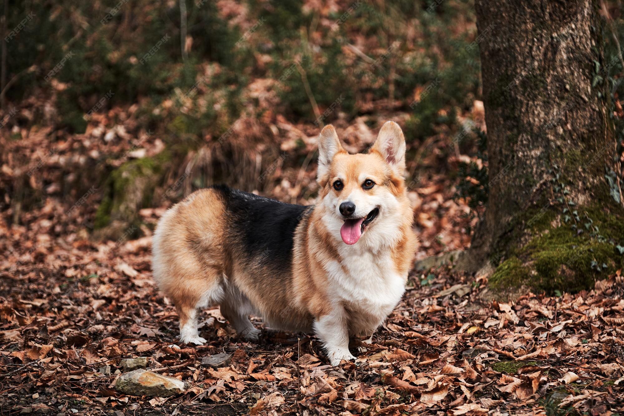 Charmoso Cão Pastor Inglês. Caminhando Com Cão Ao Ar Fresco Na Floresta.  Pembroke Tricolor Welsh Corgi Senta-se Em Florestas Foto de Stock - Imagem  de rainha, pastor: 210091436