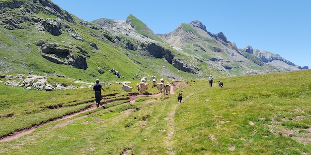 Pastor maduro con su rebaño de vacas en una pradera rural en el lago de los Pirineos Ossau en Francia