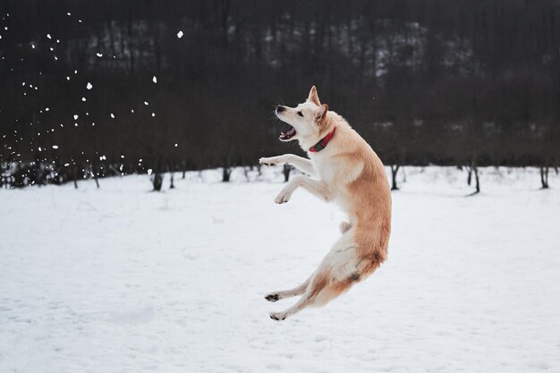 Pastor mestiço e husky pula alto e tenta pegar bola de neve