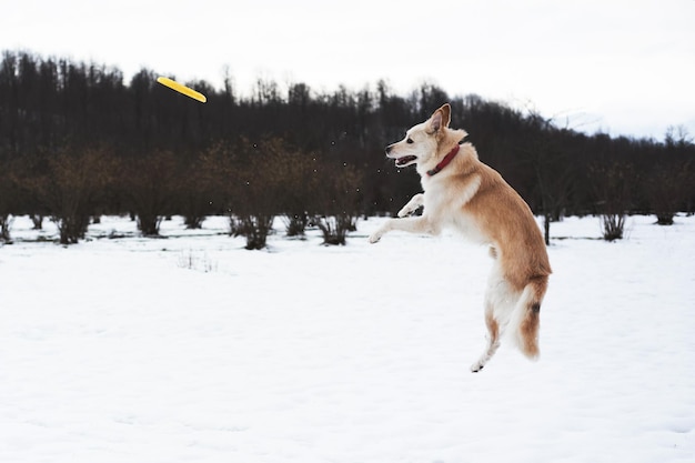 Pastor mestizo y saltos de husky para plato de frisbee amarillo