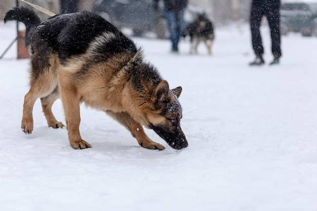 Pastor de paseo en invierno