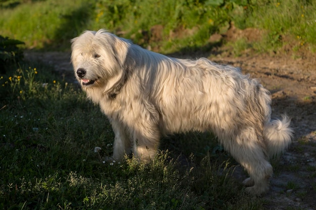 Pastor perro blanco rizado iluminado por el sol vespertino