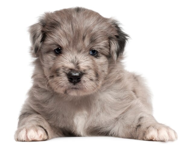 Pastor pirenaico cachorro, 4 semanas de edad,