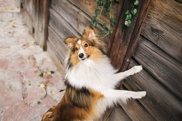 Pastor de Shetland raza de perro Hierba verde Perro gracioso