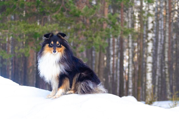 Foto pastor de shetland tricolor