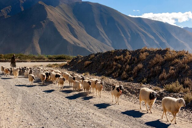 Pastor con su rebaño paisaje desértico cerca de Tsetang en lo alto de la meseta tibetana