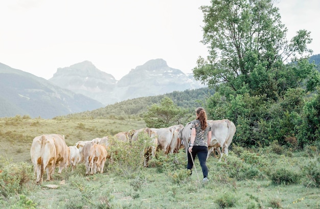 Pastora en Migración trashumancia de vacas en los Pirineos España