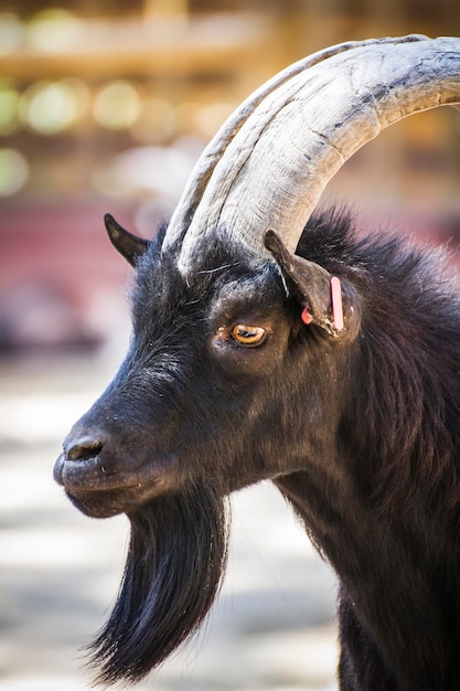 pastoral, cabra com chifres e pêlo grosso