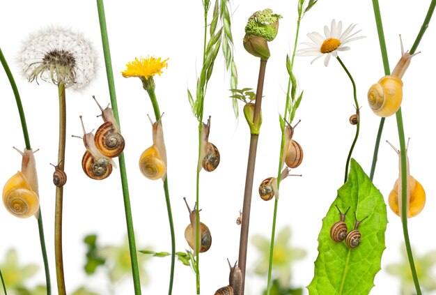 Pastorale Zusammensetzung von Blumen und Schnecken isoliert