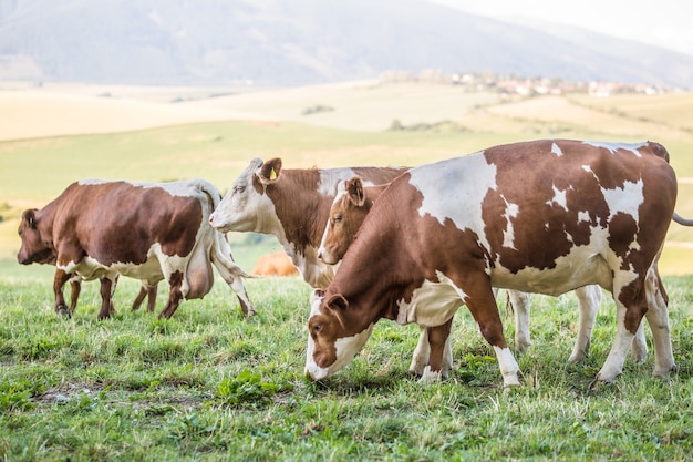 Foto pastorear vacas em pastagens ou campos agrícolas