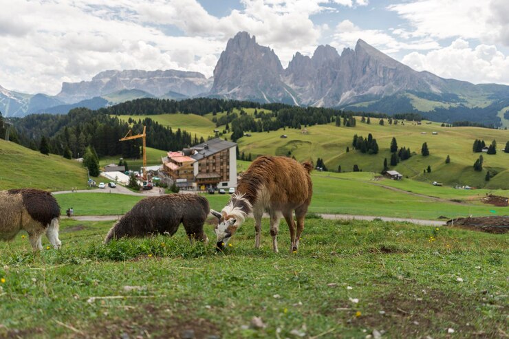 Foto el pastoreo de animales en un campo