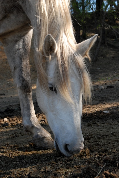 Pastoreo caballo blanco