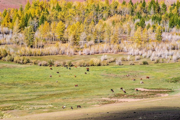 Pastoreo de ganado, caballos y vacas en el valle del río Kyzylshin, República de Altai Rusia
