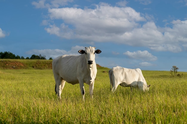 Pastoreo de ganado Nelore blanco en la granja
