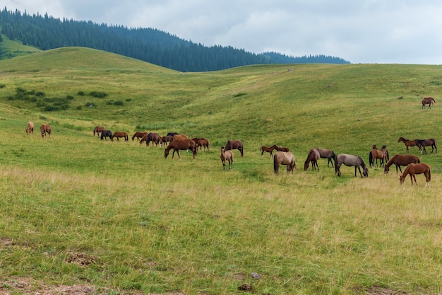 Pastoreo de manadas de caballos de Plateau Assy Kazajstán, Trans-Ili Alatau, Nature plateau Assy Kazajstán