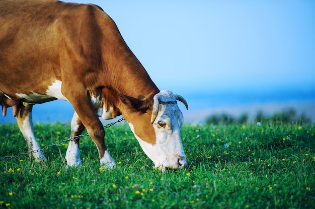 El pastoreo de la vaca