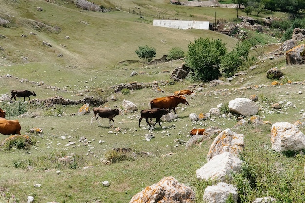 Pastoreo de vacas en hermosos pastos de altura. Industria agrícola.