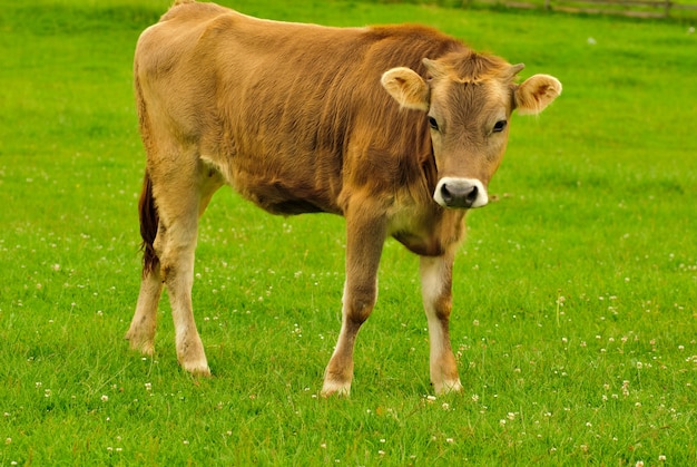 Foto pastoreo de vacas en la hierba con flores en el verano