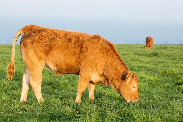 Pastoreo de vacas en Normandía, mar de fondo, Francia.