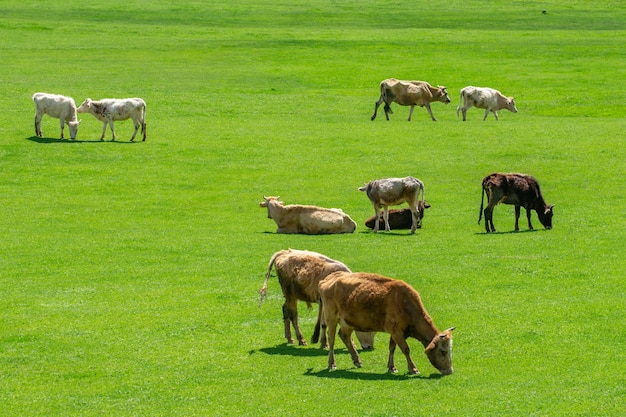 Foto pastoreo de vacas en un pasto verde de montaña