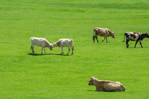 Pastoreo de vacas en un pasto verde de montaña