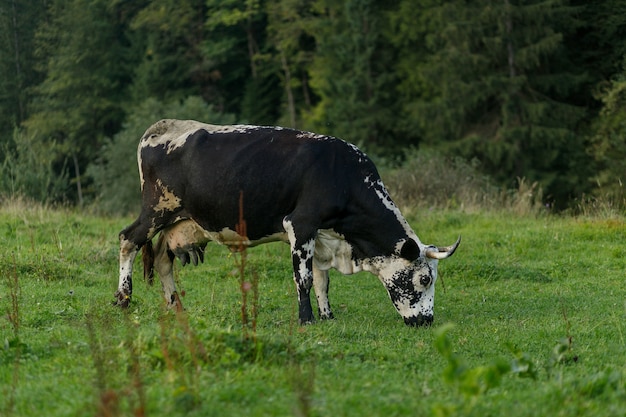 Pastoreo de vacas. Vaca en blanco y negro pastando en una pradera en las montañas. Ganado en una pastura