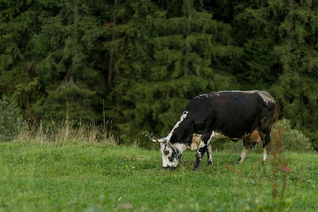 Pastoreo de vacas. Vaca en blanco y negro pastando en una pradera en las montañas. Ganado en una pastura