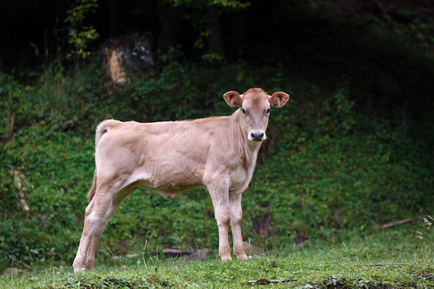 Pastos alpinos en el bosque para vacas y terneros