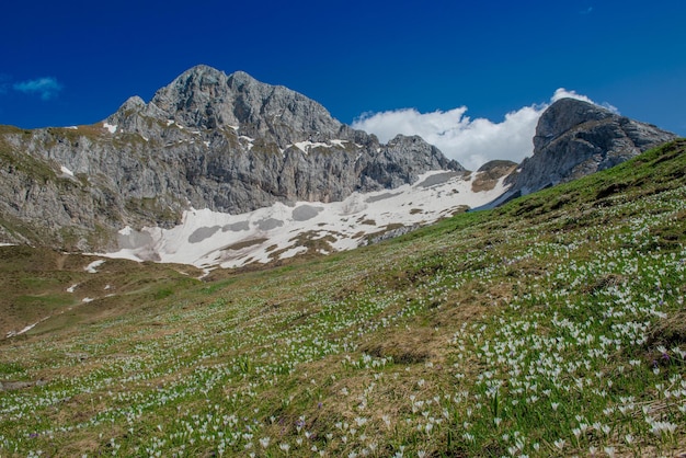 Pastos floridos en las montañas