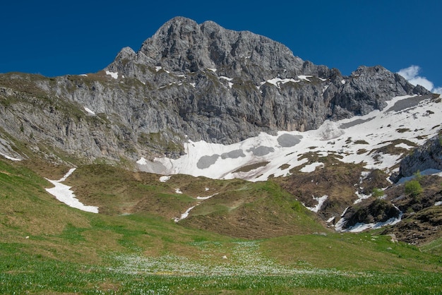 Pastos floridos en las montañas