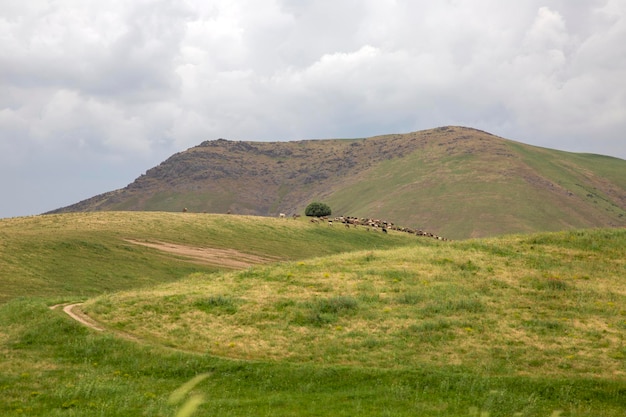 Pastos montañas y llanuras