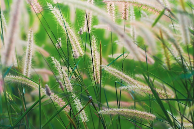 pastos salvajes que soplan en el viento. campo de verano