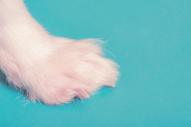 Pata blanca de un perrito sobre un fondo azul Fotografía macro de patas