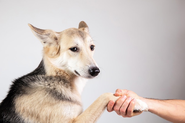 Pata de cachorro e mão humana fazendo um aperto de mão