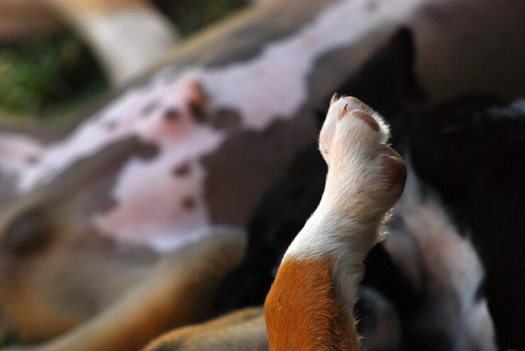 Foto pata de cachorro
