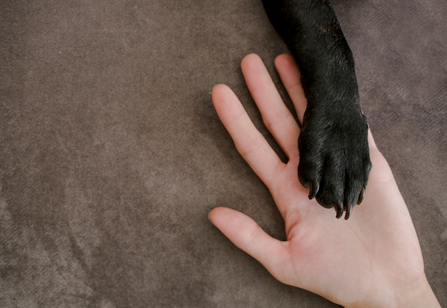 Pata de filhote de cachorro vista superior em cima da mão