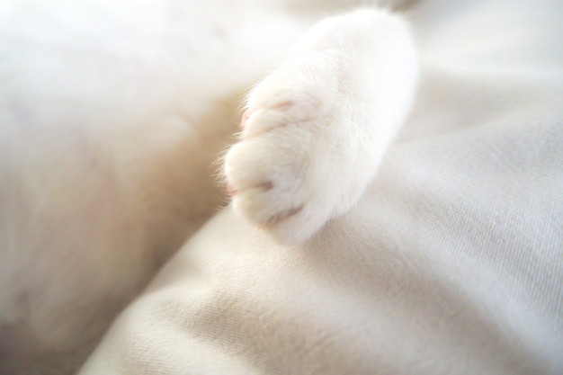 Pata de gato branco adorável adorável animal de estimação na cama suave sentimento férias ideia fundo