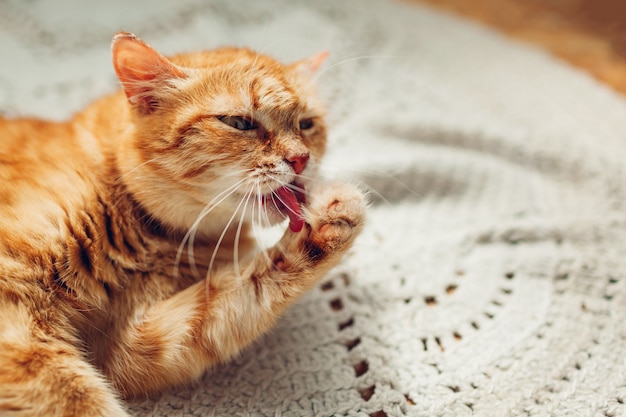 Pata de lavagem do gato ruivo que encontra-se no tapete do assoalho em casa. Pet lambendo-se