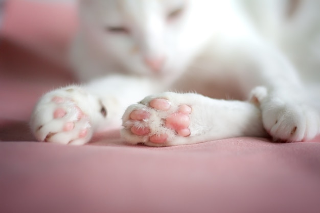 Pata de um gato no fundo cor-de-rosa Tire fotos enquanto os gatos lambem a boca.