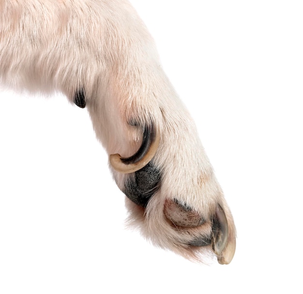 Pata e unhas de cachorro na frente de fundo branco