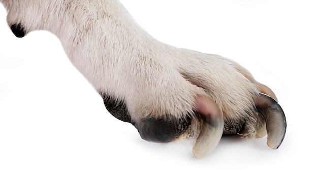 Foto pata e unhas de cachorro