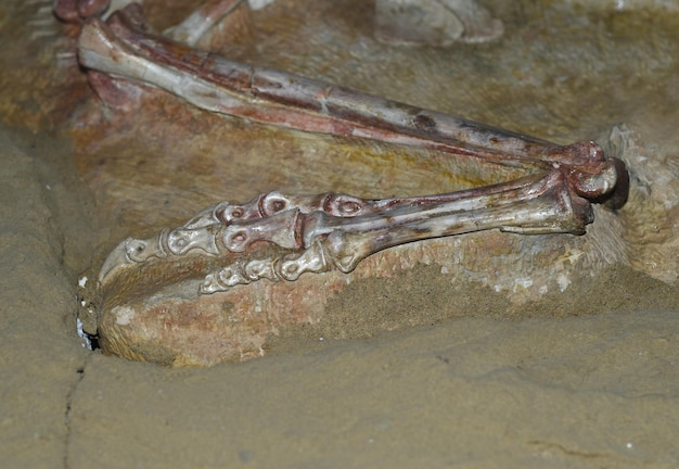 Pata fosilizada de oviraptor encontrada en el desierto de gobi, mongolia