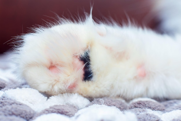 Pata de gato esponjosa con almohadillas de primer plano