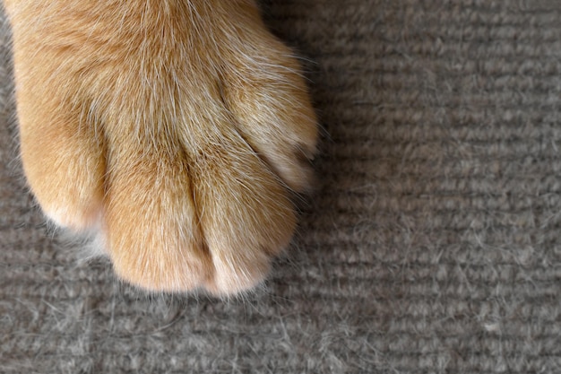 La pata del gato de jengibre en primer plano en la alfombra