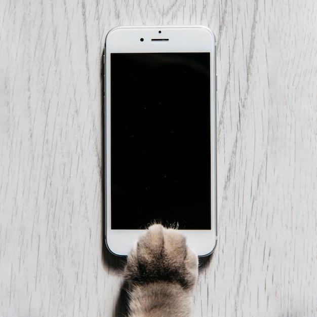 Foto pata de gato con teléfono móvil.